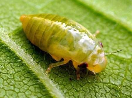 Close-up image of a green insect with a shiny body resting on a leaf. - Olive Oil Times