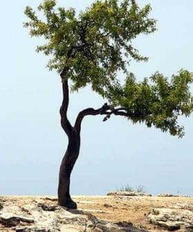 A solitary tree with green leaves growing on rocky ground against a clear sky. - Olive Oil Times