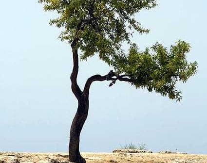 A solitary tree with green leaves growing on rocky ground against a clear sky. - Olive Oil Times