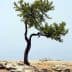 A solitary tree with green leaves growing on rocky ground against a clear sky. - Olive Oil Times