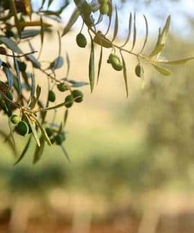 Close-up of an olive tree branch with unripe green olives and leaves. - Olive Oil Times