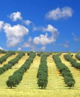 Rows of olive trees planted on rolling hills under a blue sky with clouds. - Olive Oil Times
