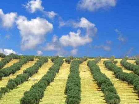 Rows of olive trees planted on rolling hills under a blue sky with clouds. - Olive Oil Times