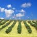 Rows of olive trees planted on rolling hills under a blue sky with clouds. - Olive Oil Times