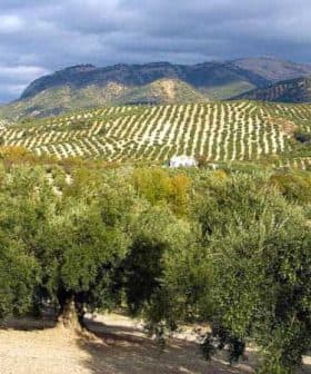 Lush olive trees in a landscape with rolling hills and distant mountains under a cloudy sky. - Olive Oil Times