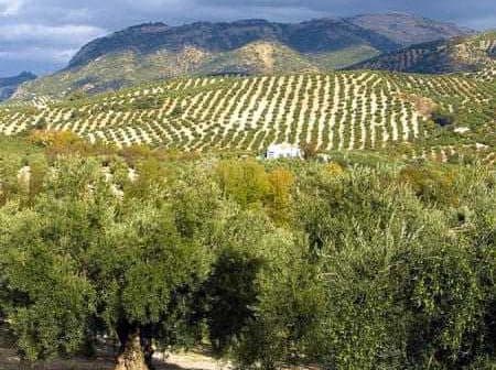 Lush olive trees in a landscape with rolling hills and distant mountains under a cloudy sky. - Olive Oil Times