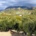 Lush olive trees in a landscape with rolling hills and distant mountains under a cloudy sky. - Olive Oil Times