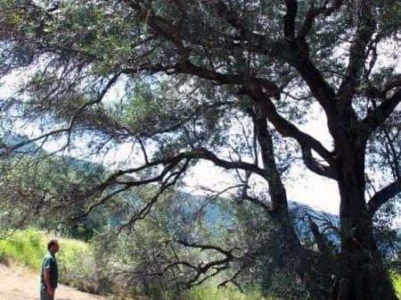 Individual standing under a large olive tree with sprawling branches in a natural setting. - Olive Oil Times
