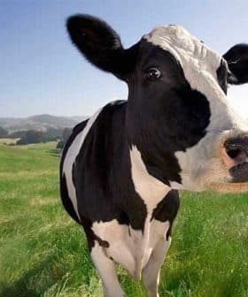 A black and white dairy cow standing in a green field with a clear sky in the background. - Olive Oil Times