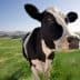 A black and white dairy cow standing in a green field with a clear sky in the background. - Olive Oil Times