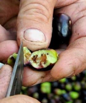 Close-up of hands holding a cut olive fruit with a knife, revealing its inner structure. - Olive Oil Times