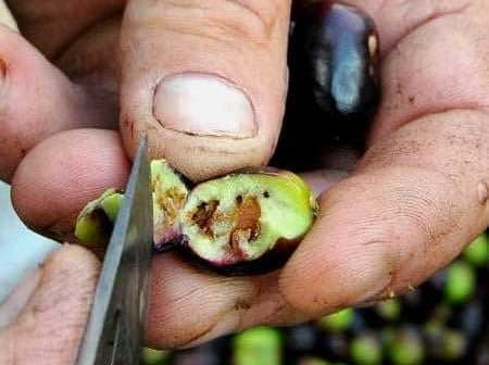 Close-up of hands holding a cut olive fruit with a knife, revealing its inner structure. - Olive Oil Times