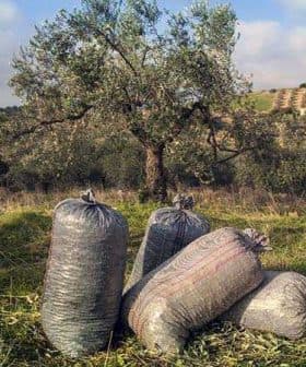 Four large bags filled with harvested olives placed on the ground near an olive tree. - Olive Oil Times