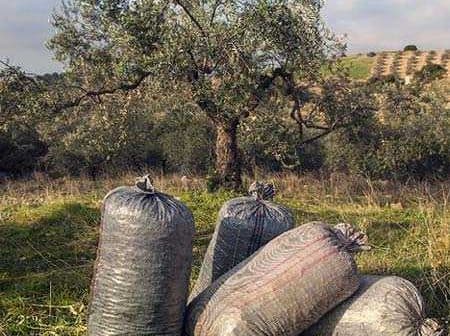 Four large bags filled with harvested olives placed on the ground near an olive tree. - Olive Oil Times