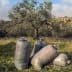 Four large bags filled with harvested olives placed on the ground near an olive tree. - Olive Oil Times