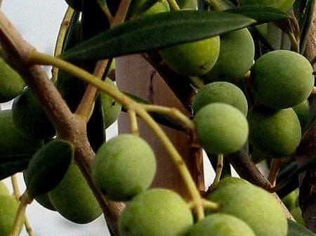 Close-up of green olives growing on a branch with leaves. - Olive Oil Times
