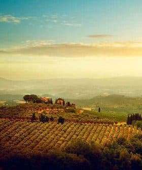 A scenic view of an olive grove landscape in Umbria, featuring rolling hills and a distant farmhouse. - Olive Oil Times
