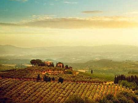 A scenic view of an olive grove landscape in Umbria, featuring rolling hills and a distant farmhouse. - Olive Oil Times