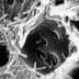 Black and white scanning electron microscope image showing bacteria on a surface. - Olive Oil Times