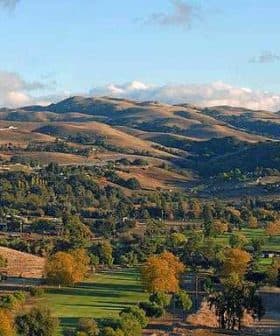 A scenic view of rolling hills in California with trees and a clear sky. - Olive Oil Times
