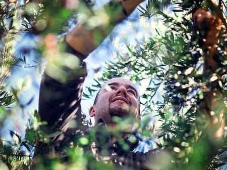 A man reaching up to harvest olives from a tree in a sunny environment. - Olive Oil Times