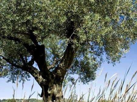 An olive tree with a thick trunk and lush green leaves against a clear blue sky. - Olive Oil Times