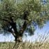 An olive tree with a thick trunk and lush green leaves against a clear blue sky. - Olive Oil Times