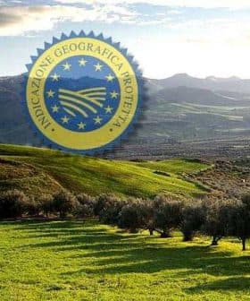 Sicilian landscape featuring rolling hills and olive trees with a geographical indication logo overlay. - Olive Oil Times