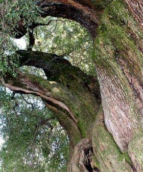A large oak tree with thick, textured bark and green foliage in the background. - Olive Oil Times
