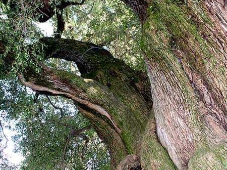 A large oak tree with thick, textured bark and green foliage in the background. - Olive Oil Times