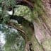 A large oak tree with thick, textured bark and green foliage in the background. - Olive Oil Times