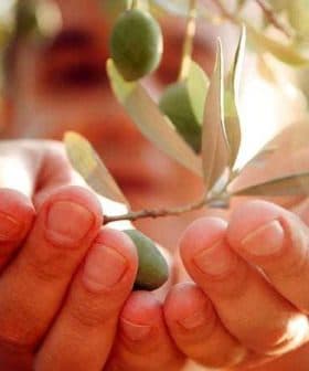 Two hands holding an olive branch with green olives and leaves in focus. - Olive Oil Times