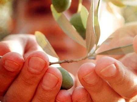 Two hands holding an olive branch with green olives and leaves in focus. - Olive Oil Times