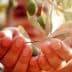 Two hands holding an olive branch with green olives and leaves in focus. - Olive Oil Times