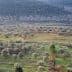 Aerial view of an olive grove in Syria with rows of olive trees and a small building. - Olive Oil Times