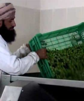 A man wearing traditional attire lifting a green basket filled with herbs in a processing facility. - Olive Oil Times