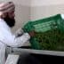 A man wearing traditional attire lifting a green basket filled with herbs in a processing facility. - Olive Oil Times