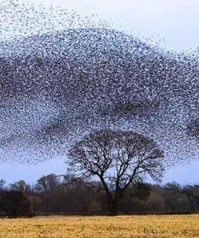 A large flock of starlings forming a murmuration pattern in the sky above a tree. - Olive Oil Times