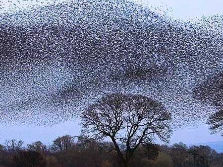 A large flock of starlings forming a murmuration pattern in the sky above a tree. - Olive Oil Times