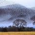 A large flock of starlings forming a murmuration pattern in the sky above a tree. - Olive Oil Times