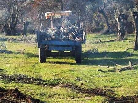 Blue tractor loaded with logs in a grassy field, surrounded by trees. - Olive Oil Times