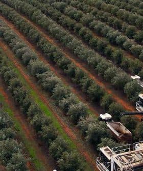 Aerial view of an olive grove with harvesting machinery operating in the rows of trees. - Olive Oil Times