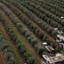 Aerial view of an olive grove with harvesting machinery operating in the rows of trees. - Olive Oil Times