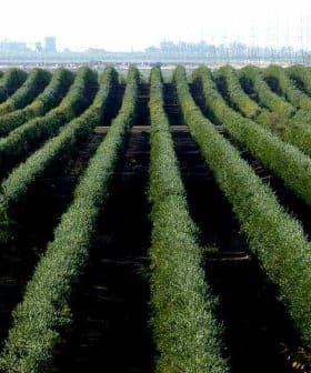 Aerial view of a large olive tree orchard with neatly arranged rows of olive trees. - Olive Oil Times