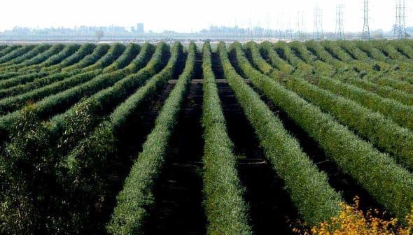 Aerial view of a large olive tree orchard with neatly arranged rows of olive trees. - Olive Oil Times