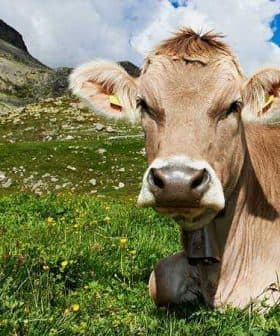 A brown cow lying in a green meadow with a bell around its neck and a clear sky above. - Olive Oil Times