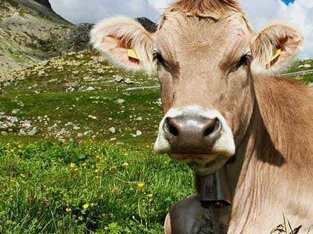 A brown cow lying in a green meadow with a bell around its neck and a clear sky above. - Olive Oil Times