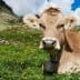 A brown cow lying in a green meadow with a bell around its neck and a clear sky above. - Olive Oil Times