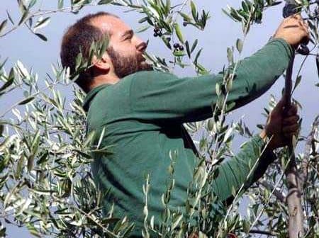 A man in a green shirt pruning an olive tree with pruning shears. - Olive Oil Times