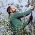 A man in a green shirt pruning an olive tree with pruning shears. - Olive Oil Times